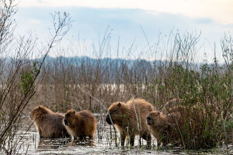 Capybaras On A Wetland