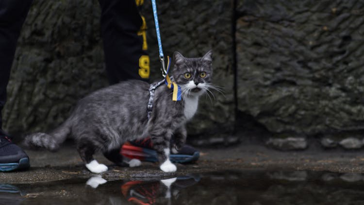 A Bicolor Cat On A Leash