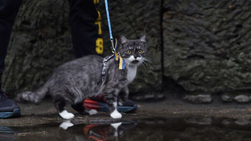 Free Gray and white bicolor cat on a leash enjoying an outdoor walk, reflecting in puddle. Stock Photo