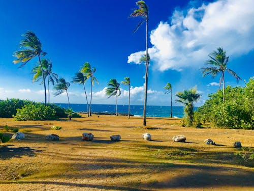 Coconut Trees near Beach