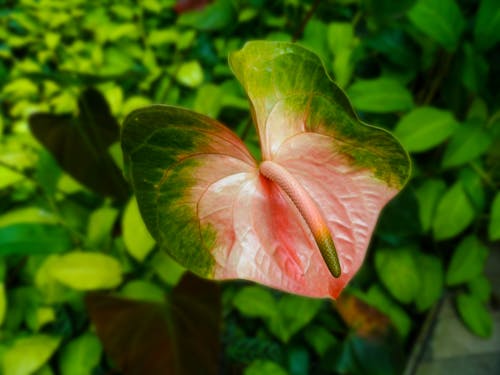 Ingyenes stockfotó anthurium, közelkép, növényvilág témában