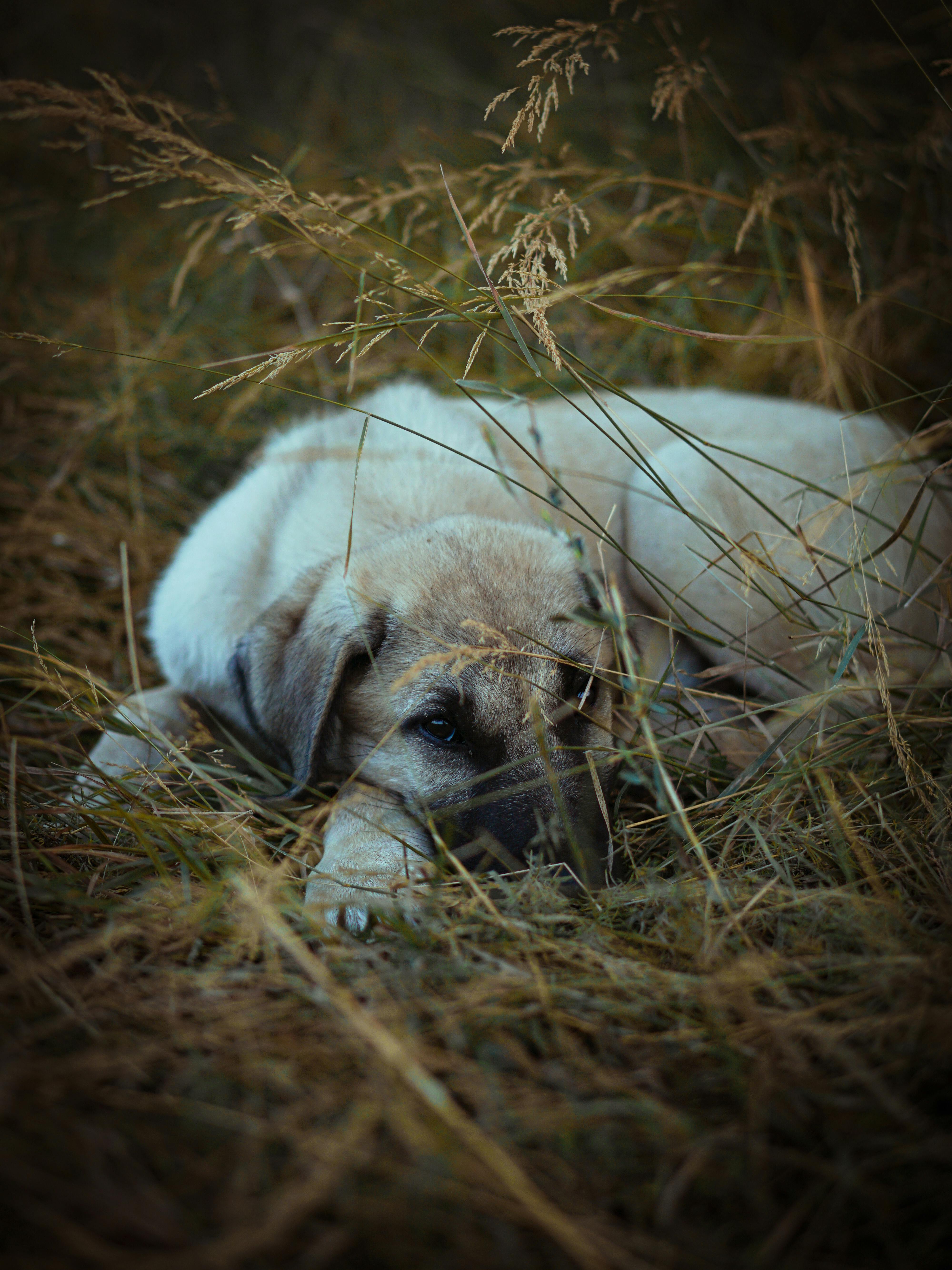 Free A serene image of a dog resting in the grass, showcasing its natural beauty and calm demeanor. Stock Photo