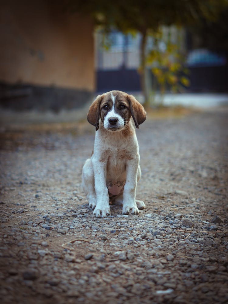 Stray Puppy On Rocky Ground