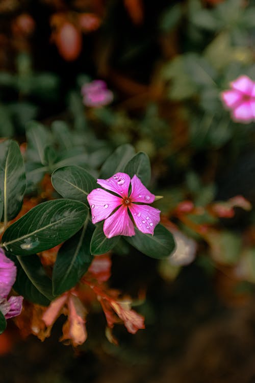 Water Droplets on Pink Flower
