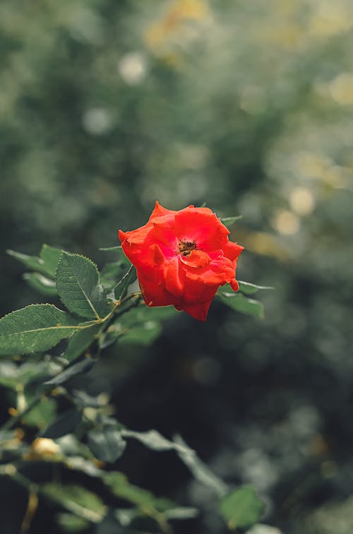 Ücretsiz bitki örtüsü, çiçek, Çiçek açmak içeren Ücretsiz stok fotoğraf Stok Fotoğraflar