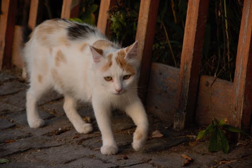 Bezpłatne Darmowe zdjęcie z galerii z fotografia zwierzęcia, koci, perkal kot Zdjęcie z galerii