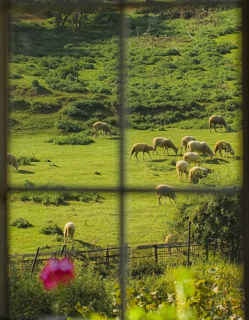 Kostenloses Stock Foto zu außerorts, bauernhof, fensteransicht