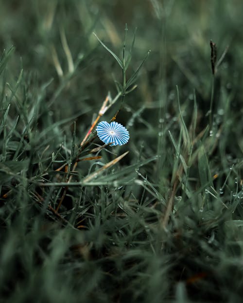 Close-Up Photo of Blue Flower