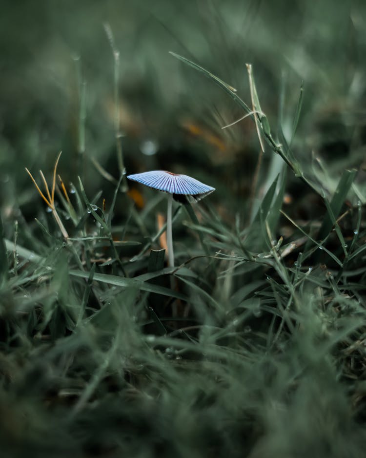 Mushroom In The Grass