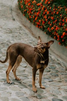 Cute Dog on Street