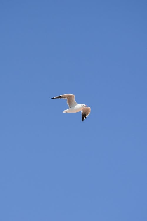 Photos gratuites de ailes, animal, aviaire