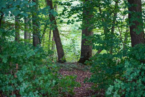 Free A serene forest path surrounded by lush green foliage and towering trees, ideal for nature explorations. Stock Photo