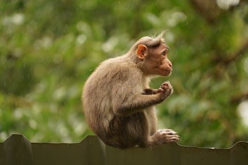 Free Close-Up Photograph of a Brown Macaque Monkey Stock Photo