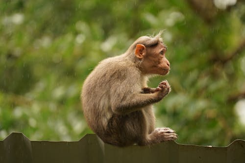 マカク, モンキー, 動物の無料の写真素材