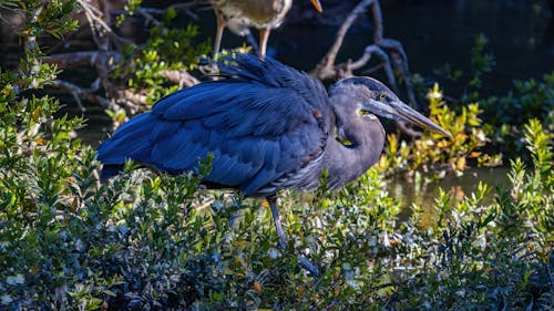 Heron Walking Beside a Pond