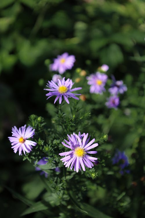 Základová fotografie zdarma na téma astra, fialové květiny, flóra