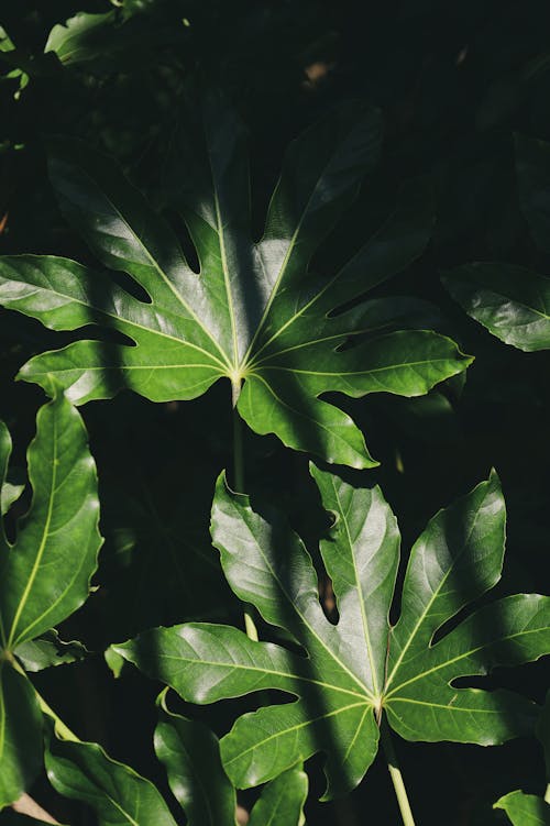 bitki, büyüme, dikey atış içeren Ücretsiz stok fotoğraf