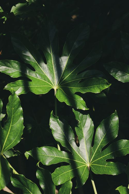 Free Close-up of green leaves with sunlight casting shadows, perfect for nature-themed projects. Stock Photo