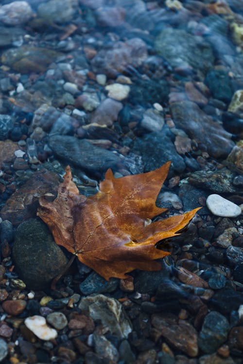 Brown Maple Leaf Underwater