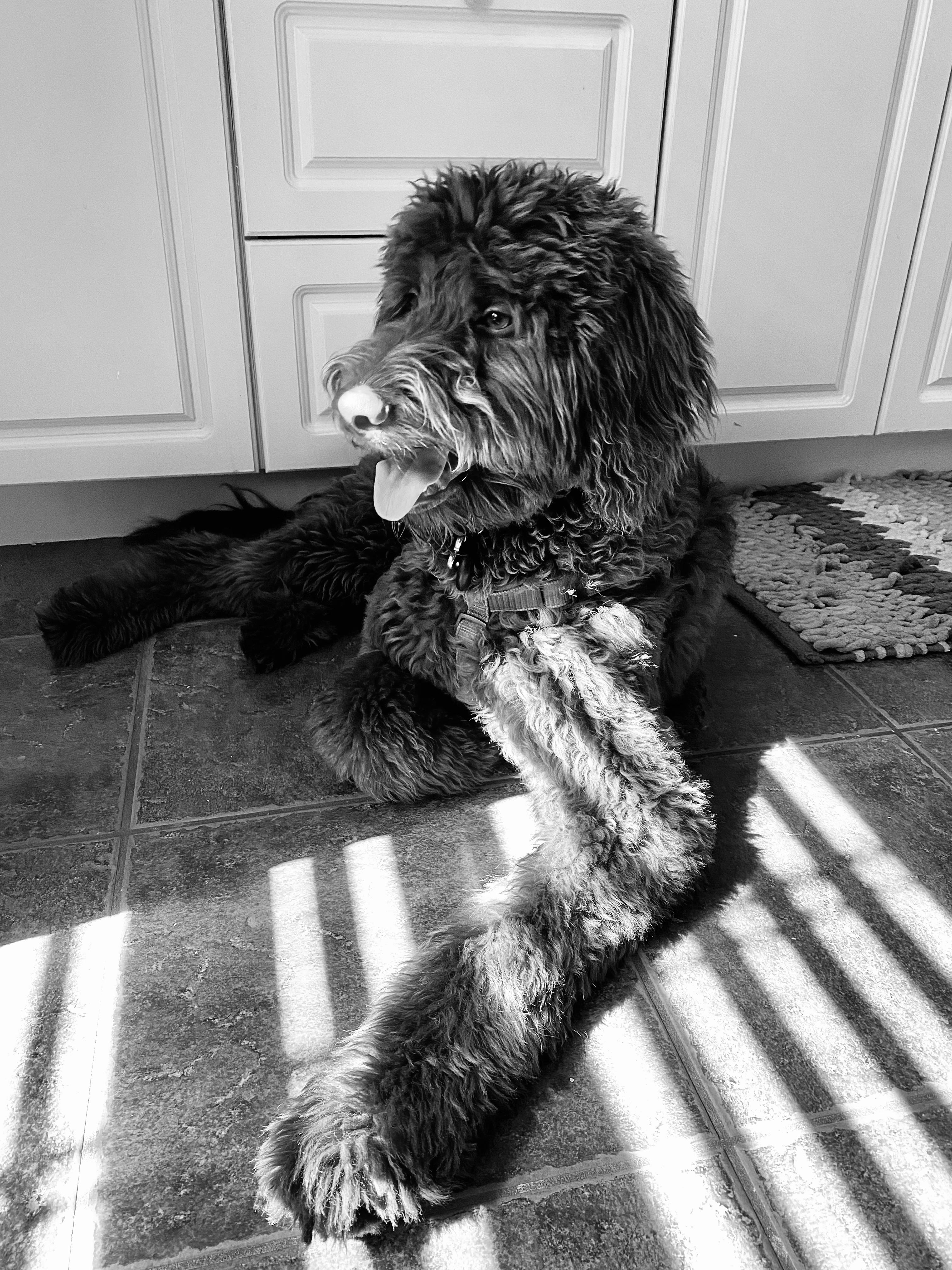 Grayscale Photo of Long Coated Dog on Floor · Free Stock Photo