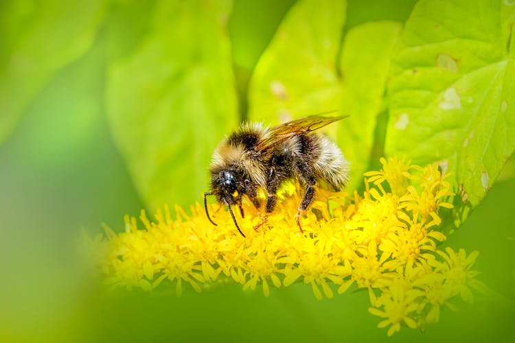 Bee On A Flower