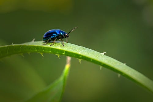 Imagine de stoc gratuită din a închide, chrysolina coerulans, crisomelide