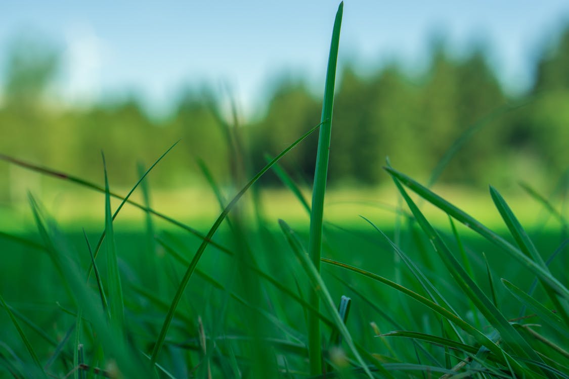 Kostenlos Kostenloses Stock Foto zu gras, grün, natur Stock-Foto