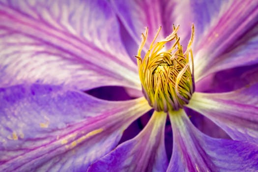 Close-up view of a vibrant purple clematis flower with detailed stamens and petals.