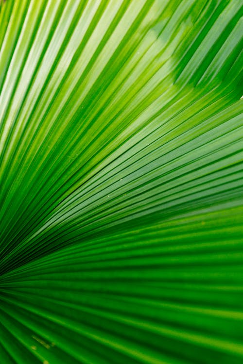 Close-up of a Green Leaf 