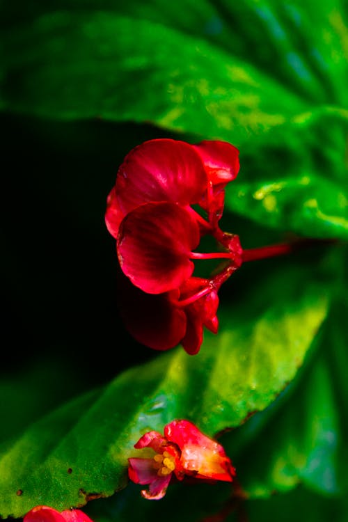 Red Flower in Macro Shot