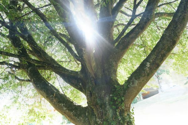 Arbre solaire