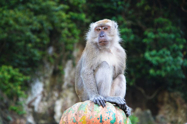 A Monkey Sitting On A Pumpkin