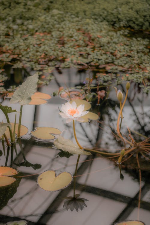 White Lotus Flower and Lily Pads