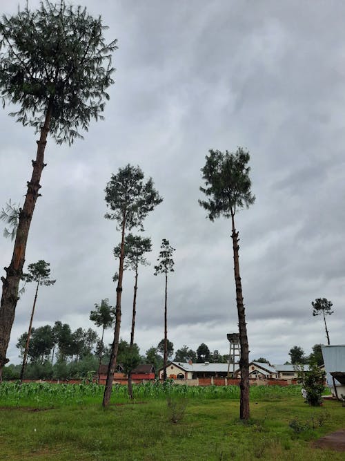 Imagine de stoc gratuită din arbori, cer frumos, natură frumoasă