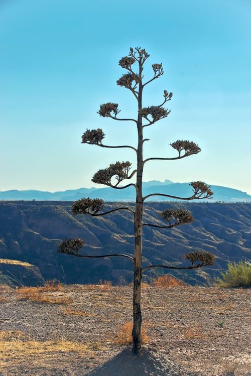 Free A solitary agave plant stands tall against the rugged landscape of Gorafe, Spain, under a clear blue sky. Stock Photo