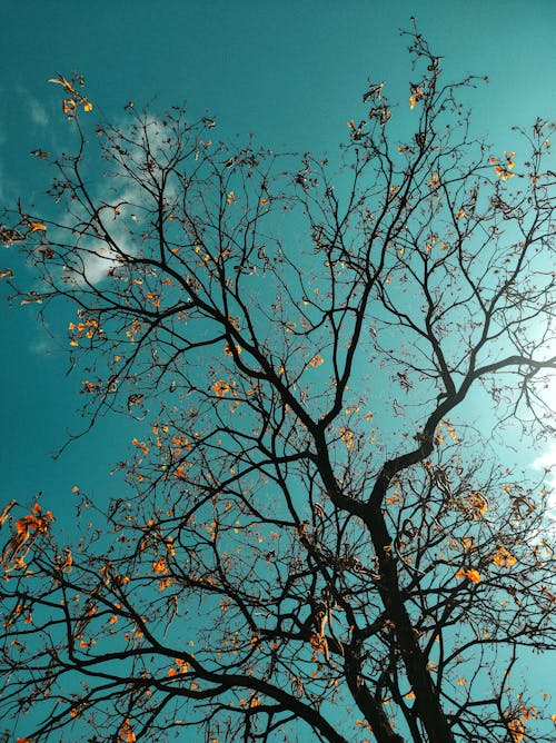 Fotos de stock gratuitas de árbol desnudo, árbol sin hojas, caer