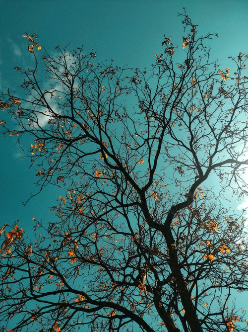 Free Bare tree with withered leaves against a clear teal sky, symbolizing autumn's serene beauty. Stock Photo