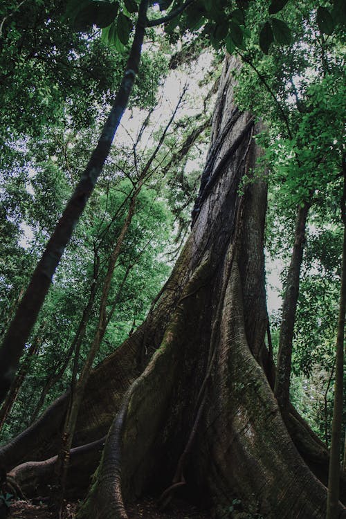 árbol Costa Rica