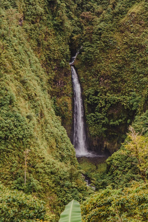 Rainforest Waterfall Photo