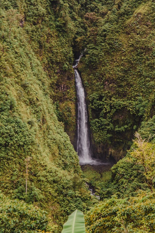 Foto d'estoc gratuïta de arbres, cascada, en cascada