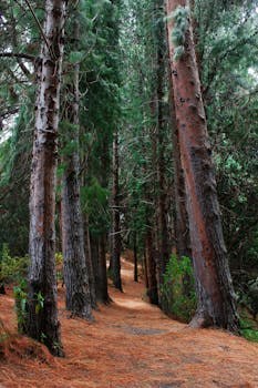 Explore a tranquil path through towering redwoods in a lush forest setting.