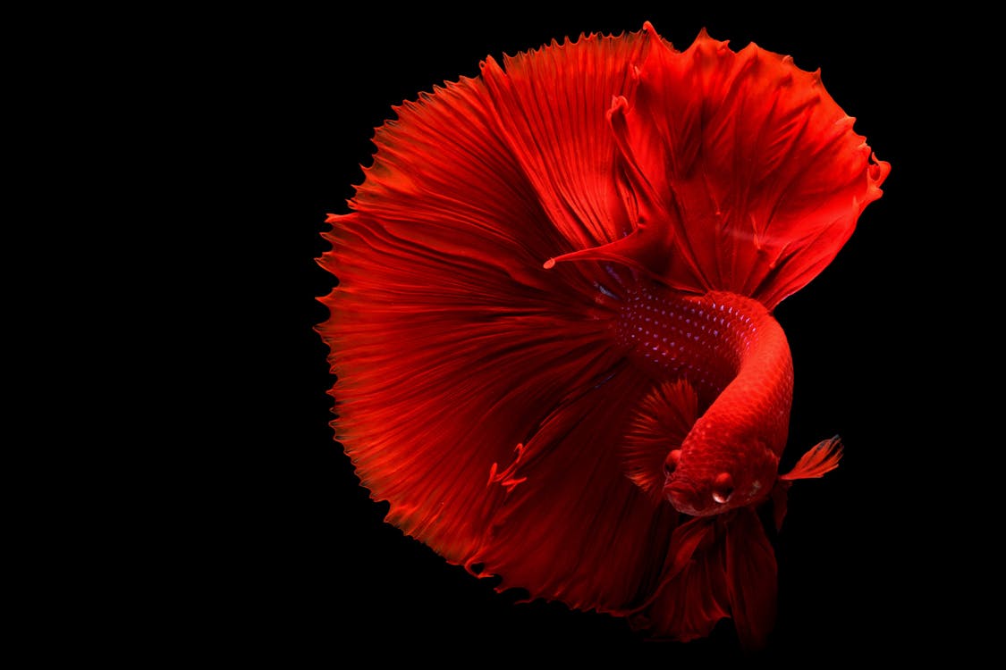 Roter Betta Fisch