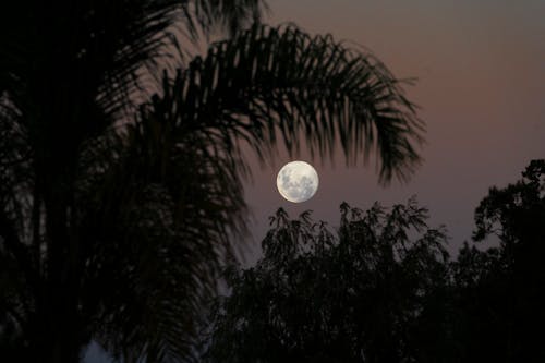 Full Moon Shining Through Palm Trees