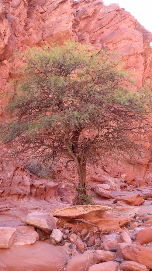 A Tree in a Dessert Environment