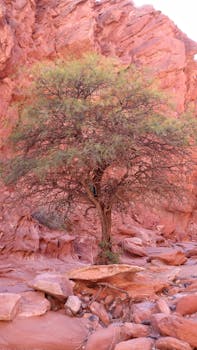 A solitary tree stands resilient among vibrant red rock formations in a sunlit canyon.