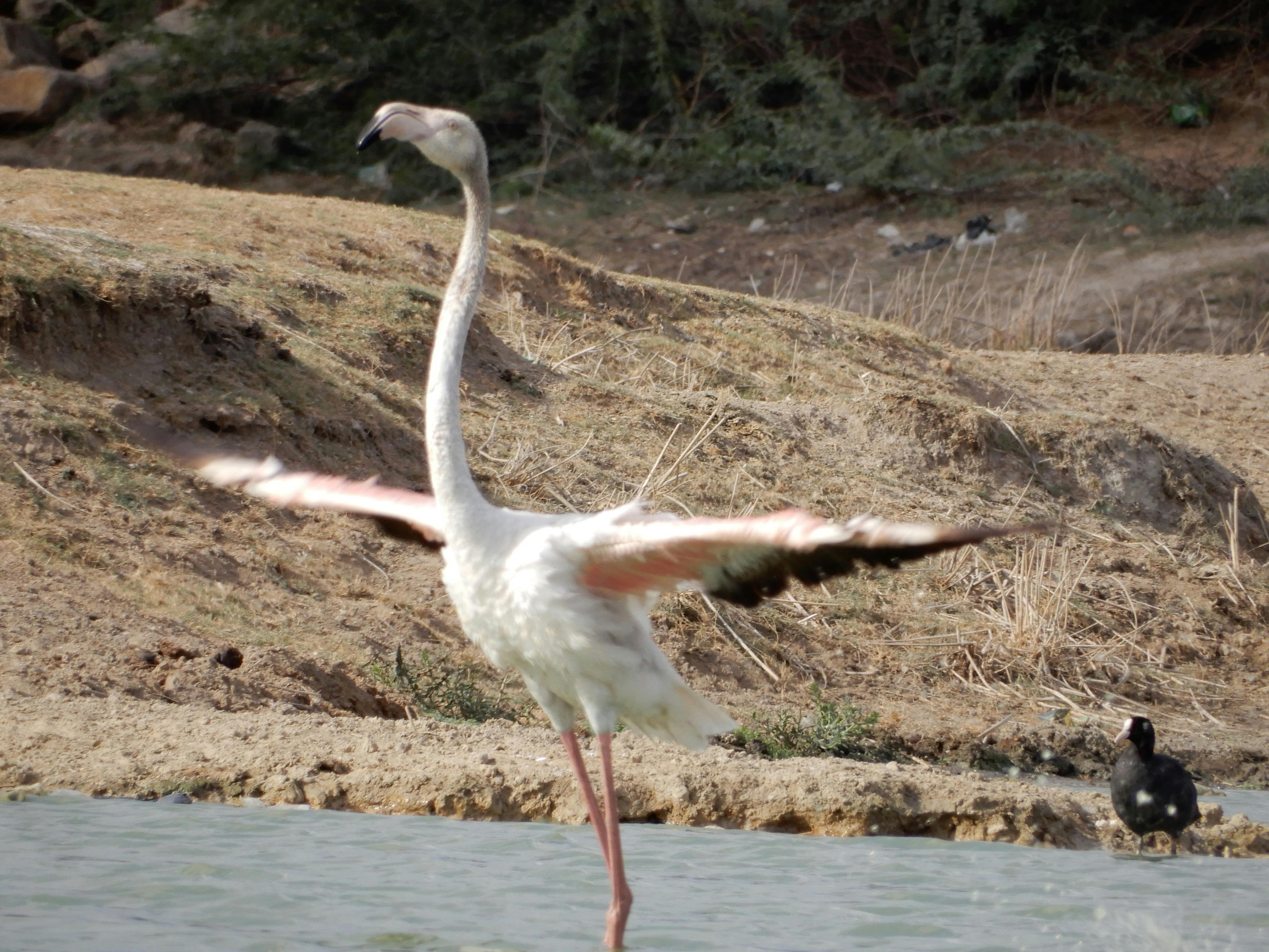 Foto Stok Gratis Tentang Burung Flamingo Lahan Basah