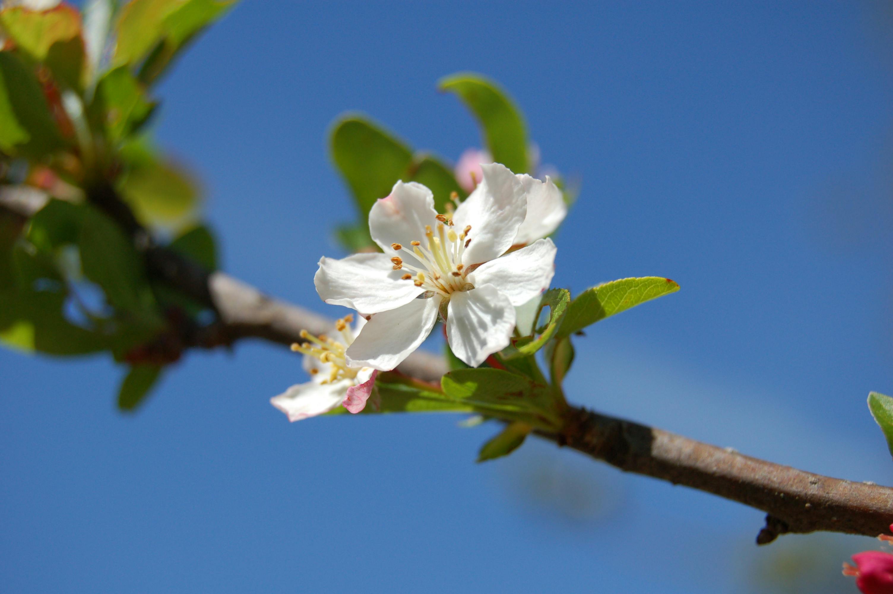 Free stock photo of blossom, branch, laurel