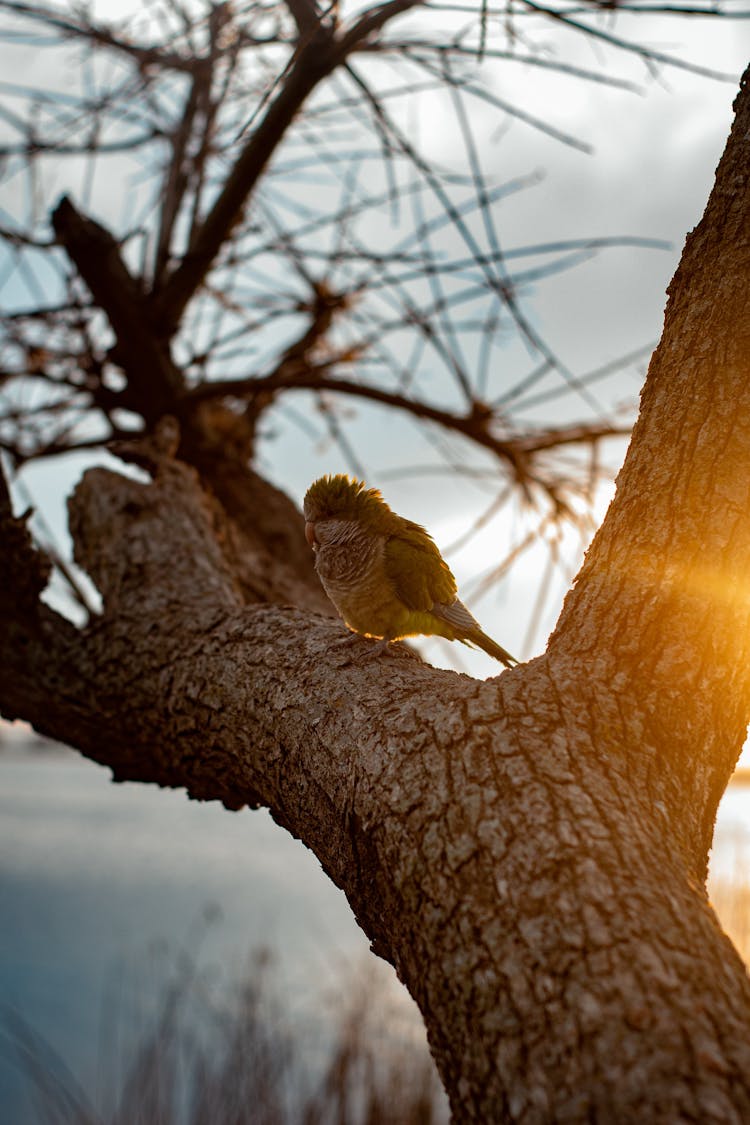 Bird Sitting On Tree Branch