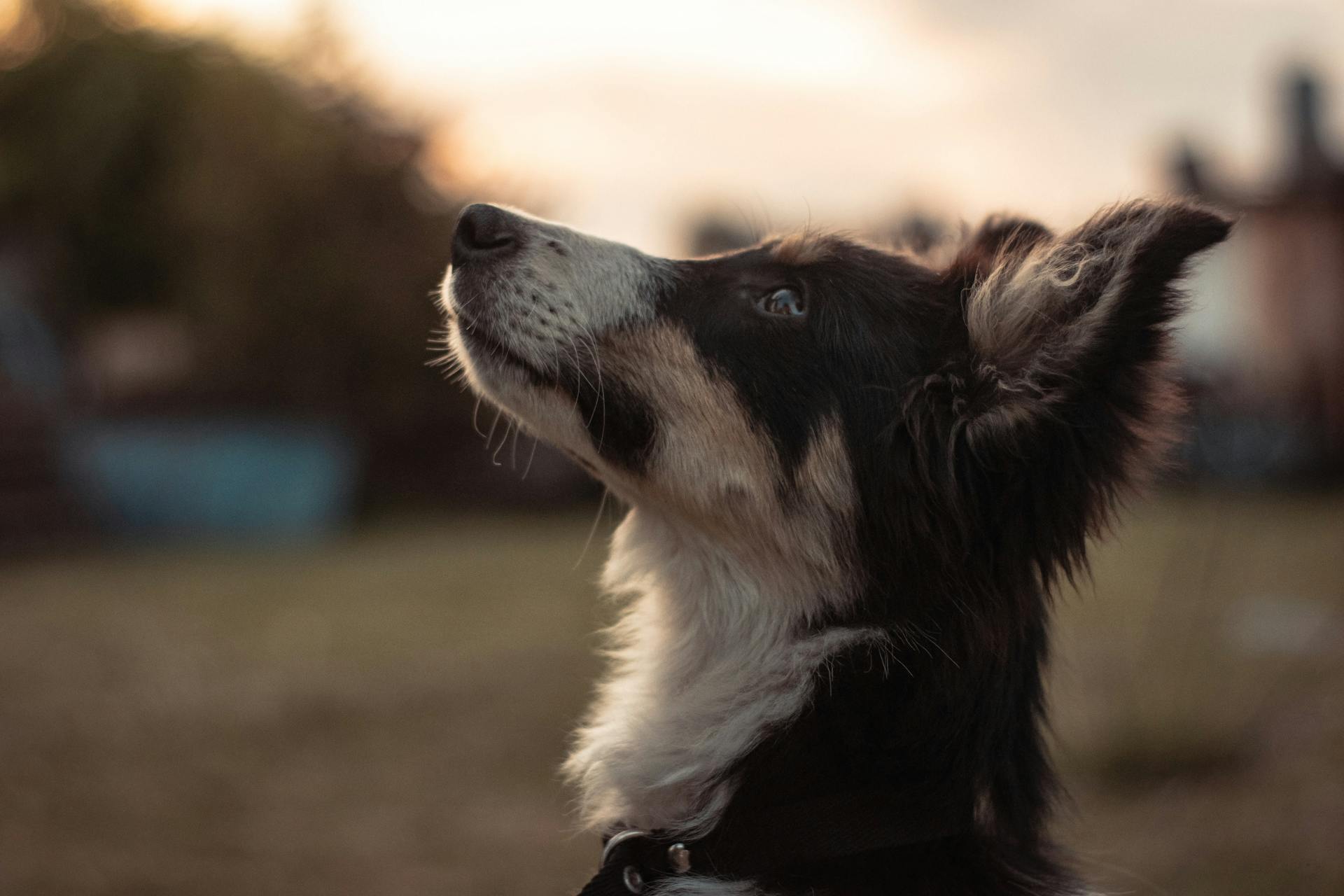 Portrait of Cute Dog Outdoors