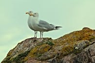 一对海鸥栖息在岩石上，岩石上长满苔藓，天空晴朗